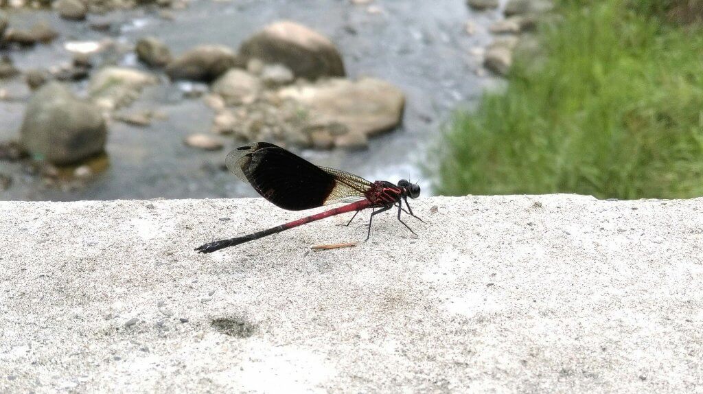 29244331586_c746631300_k